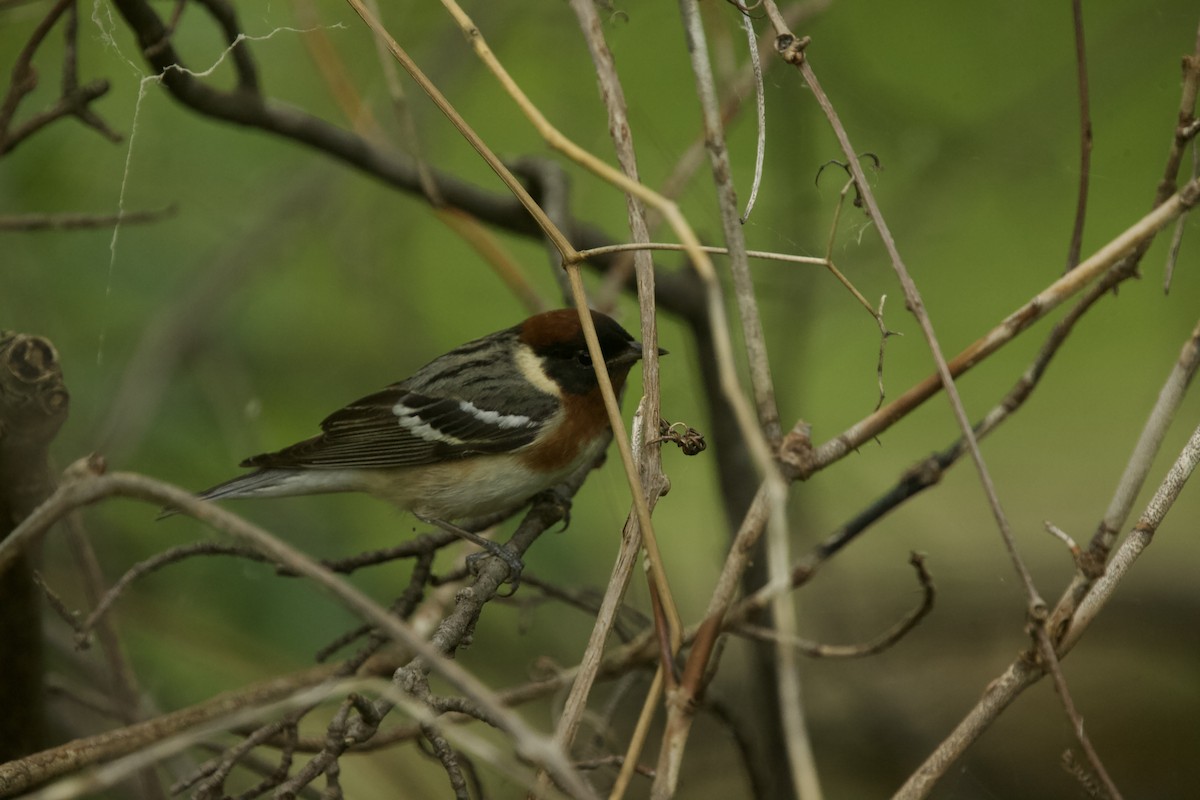 Bay-breasted Warbler - ML619198734