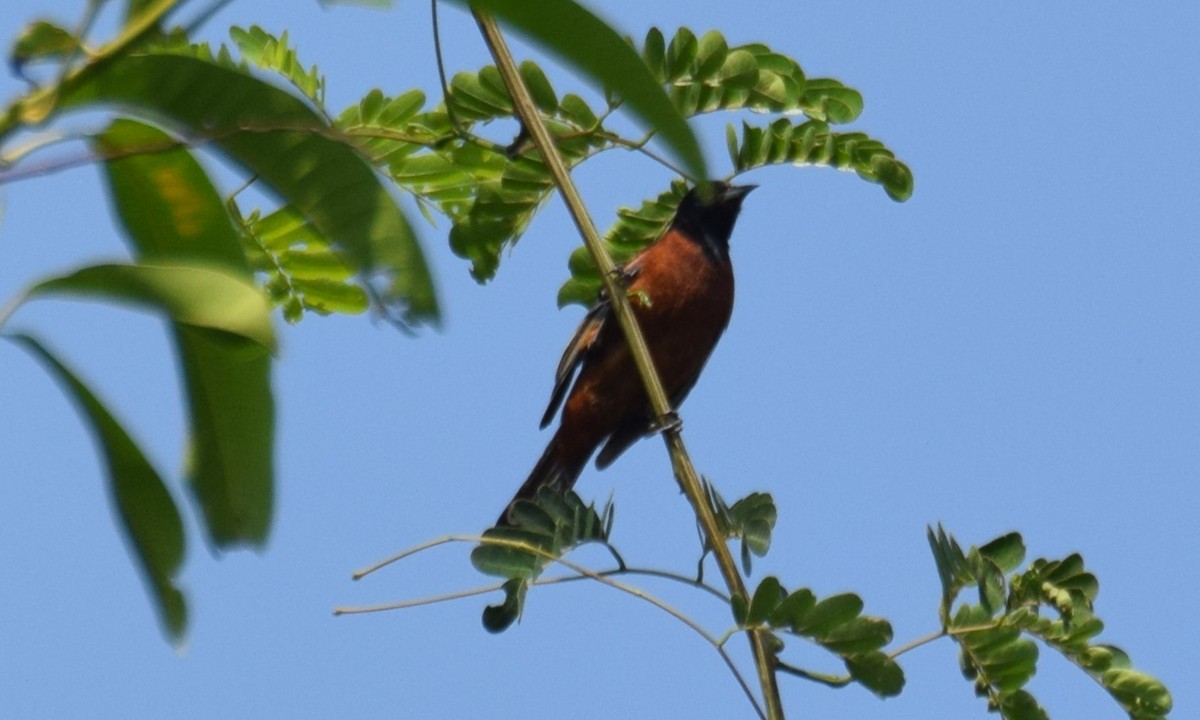 Orchard Oriole - ML619198764