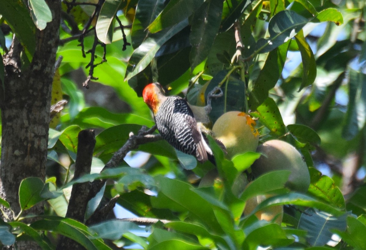 Golden-fronted Woodpecker - ML619198787