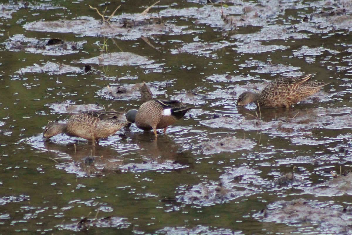 Blue-winged Teal - ML619198818