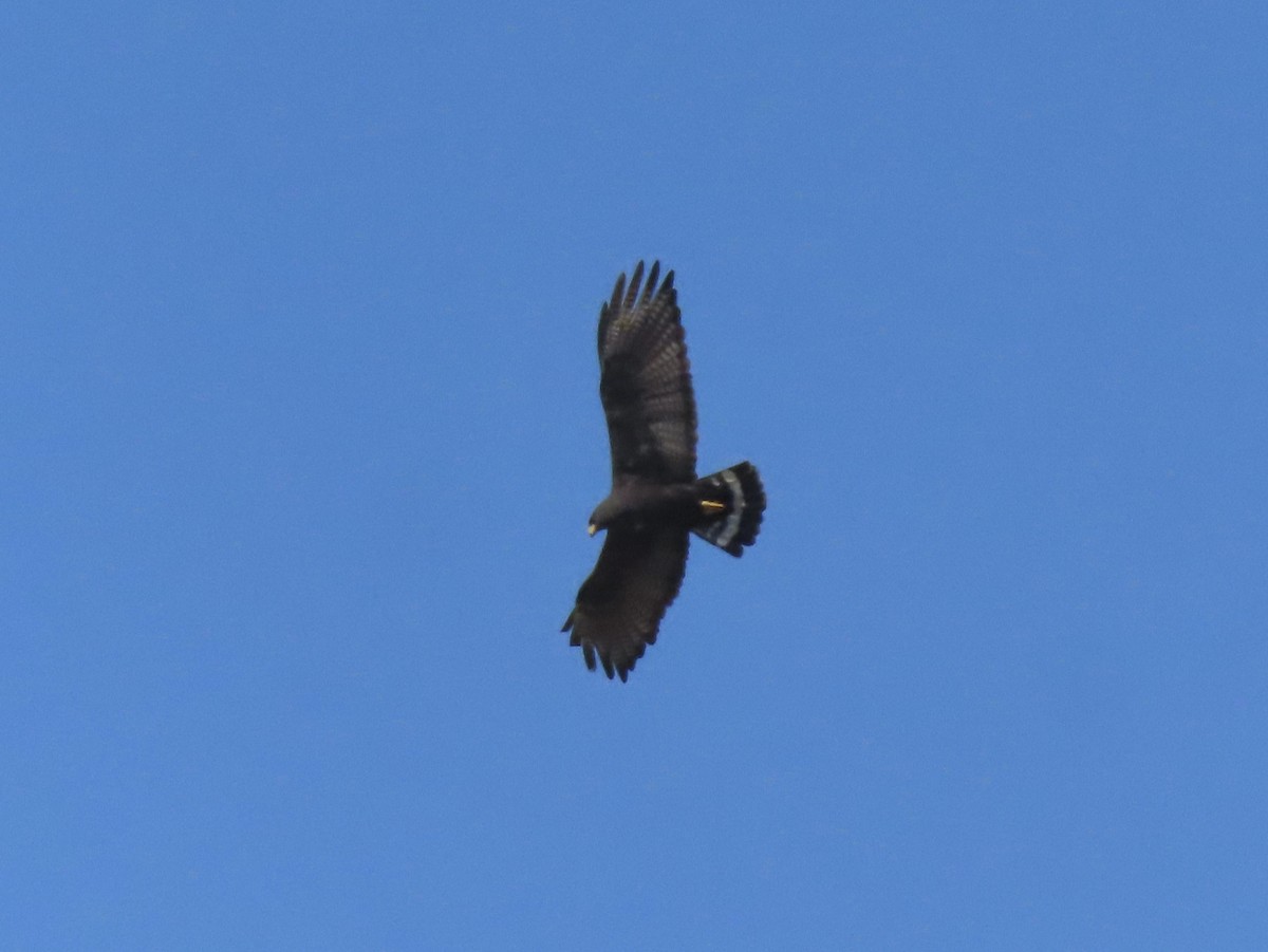 Zone-tailed Hawk - ML619198838