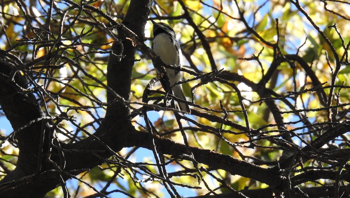 Black-throated Gray Warbler - ML619198875