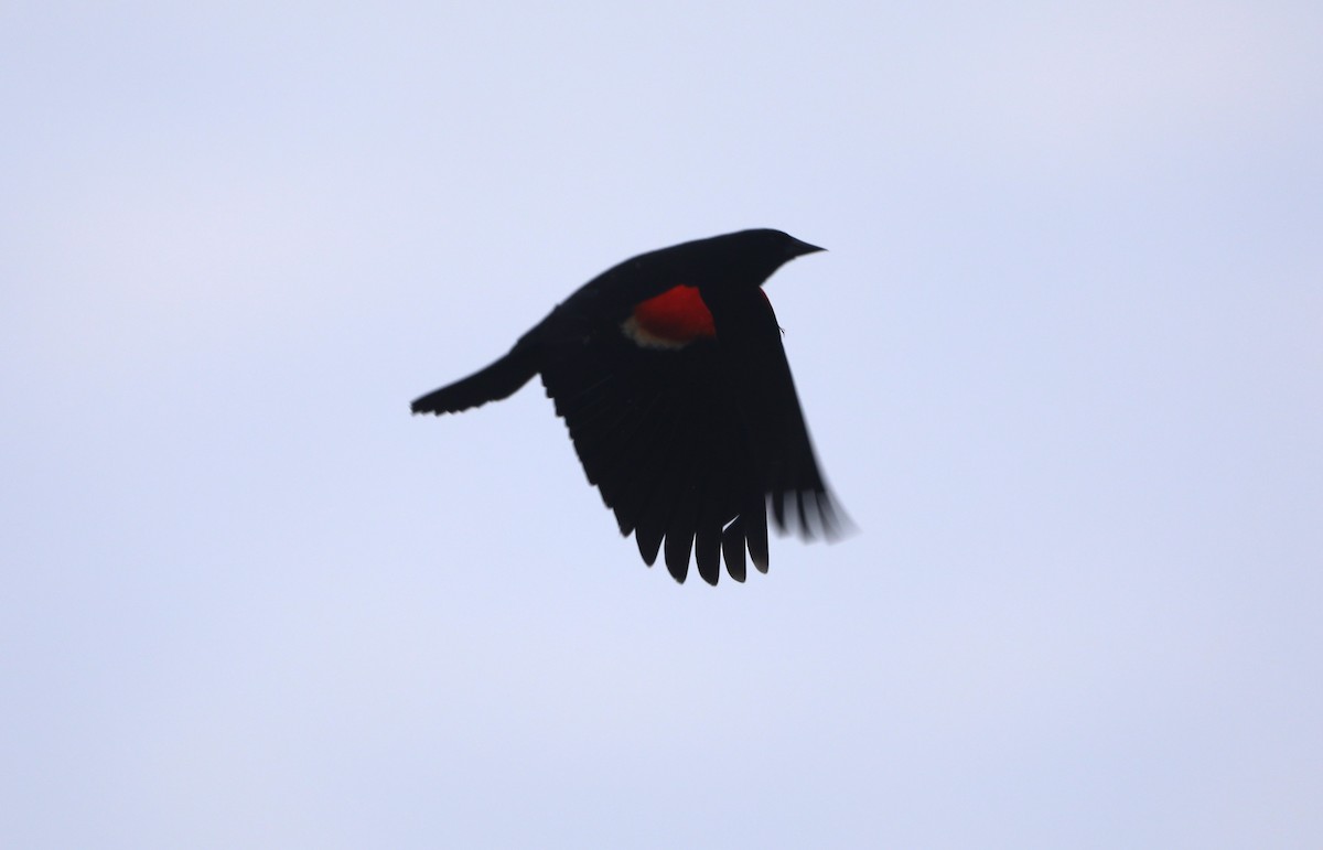 Red-winged Blackbird - ML619198940