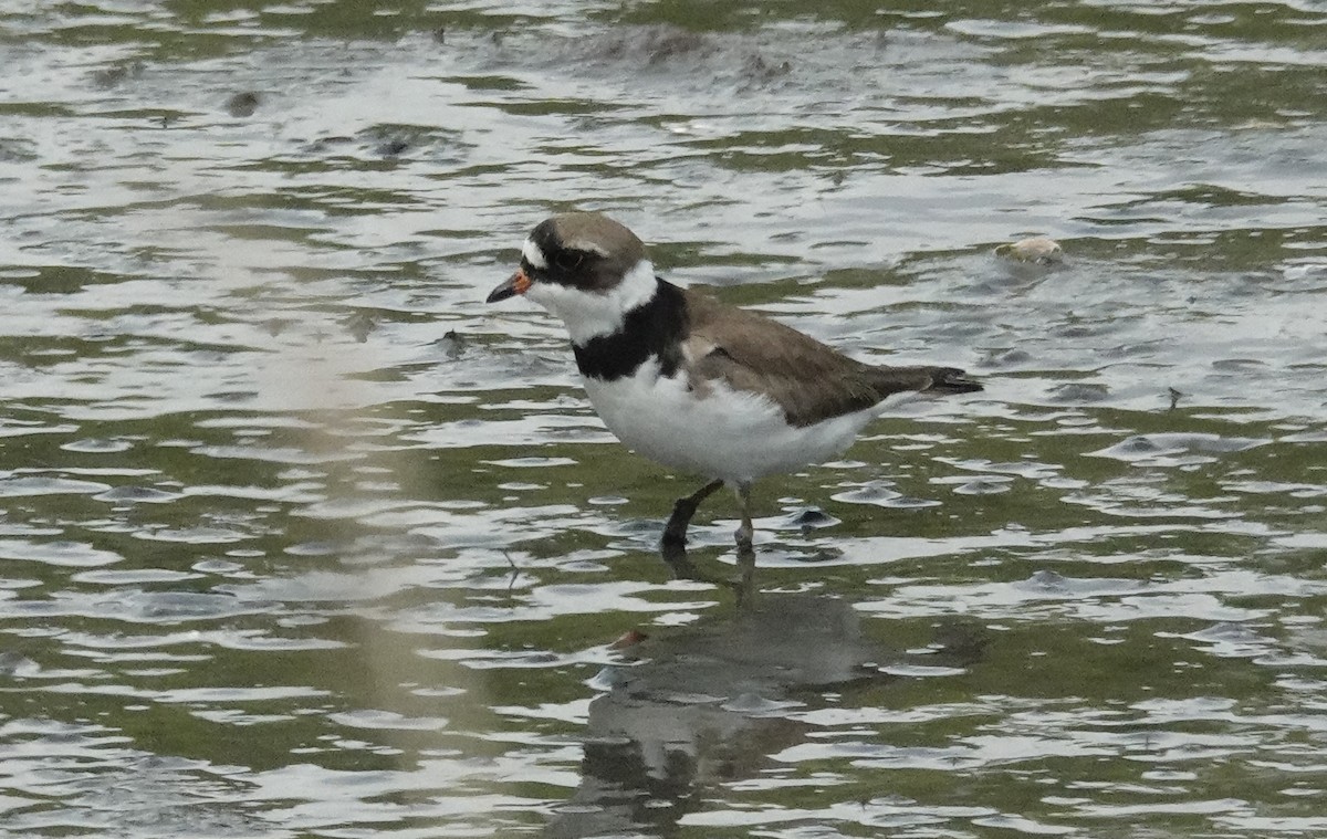 Semipalmated Plover - ML619198942