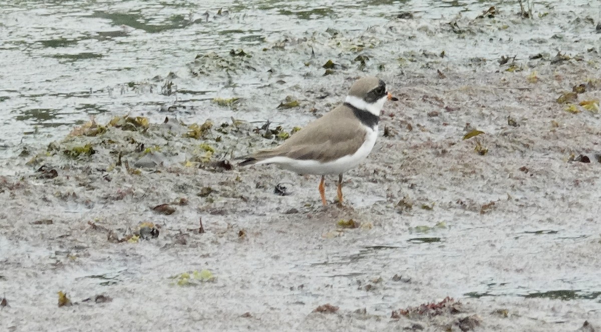 Semipalmated Plover - ML619198951