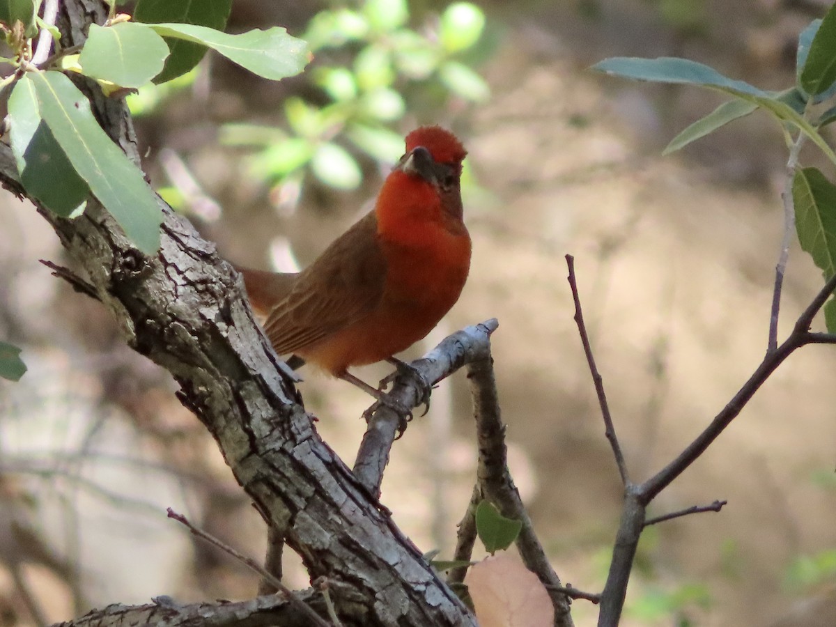 Hepatic Tanager - ML619198953