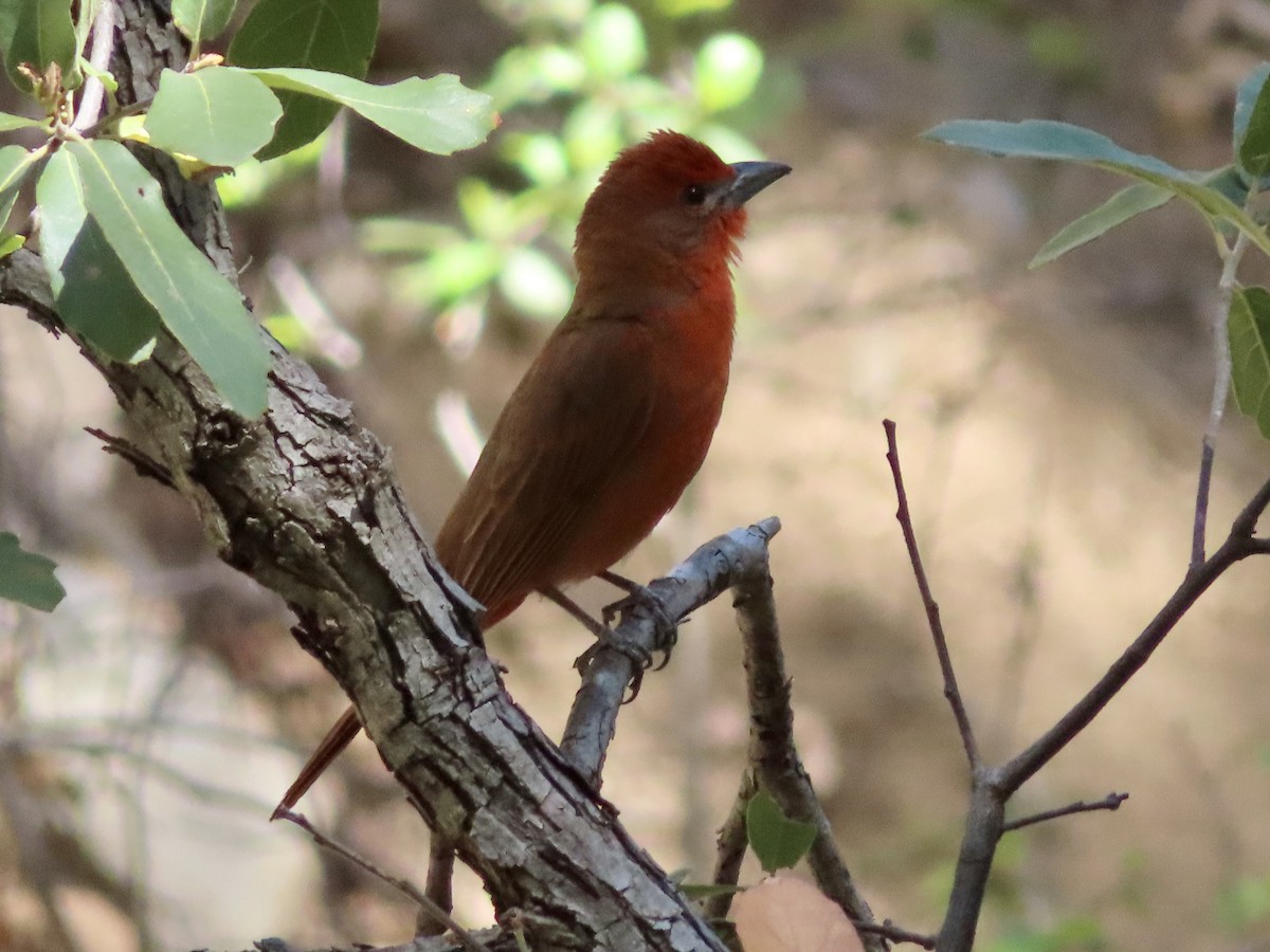 Hepatic Tanager - ML619198956