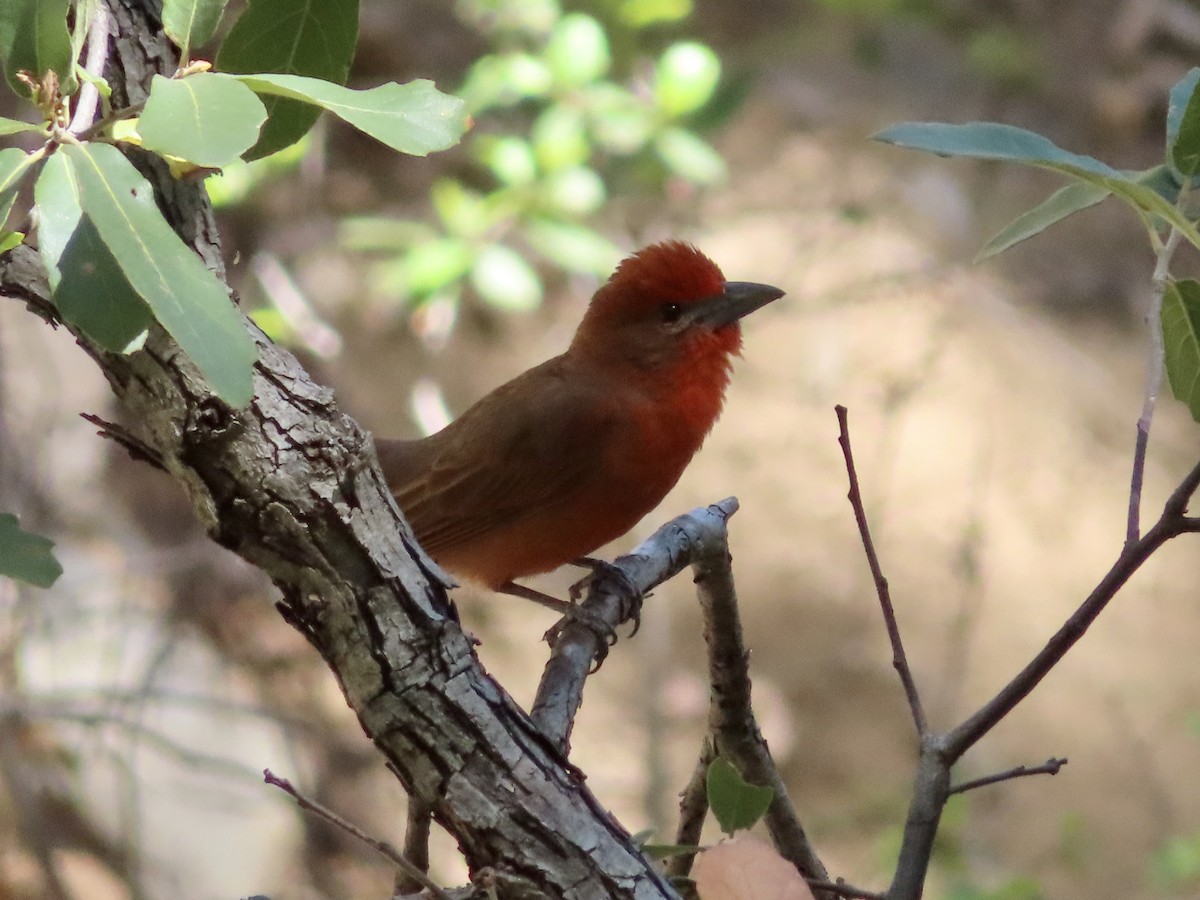 Hepatic Tanager - ML619198957