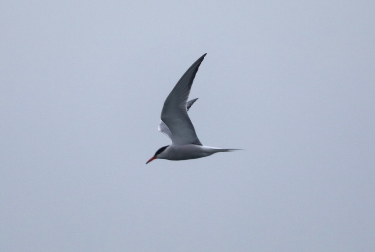Common Tern - ML619198972