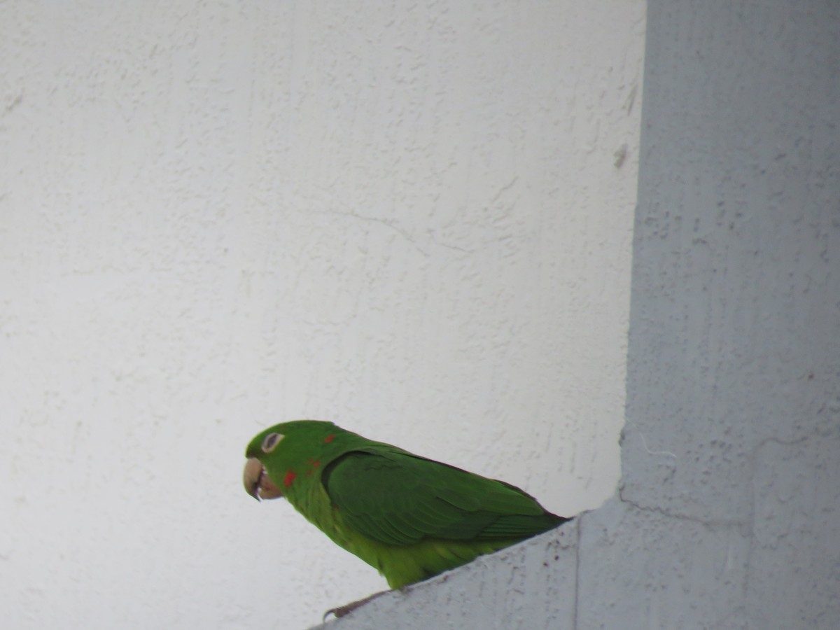 White-eyed Parakeet - ML619198976