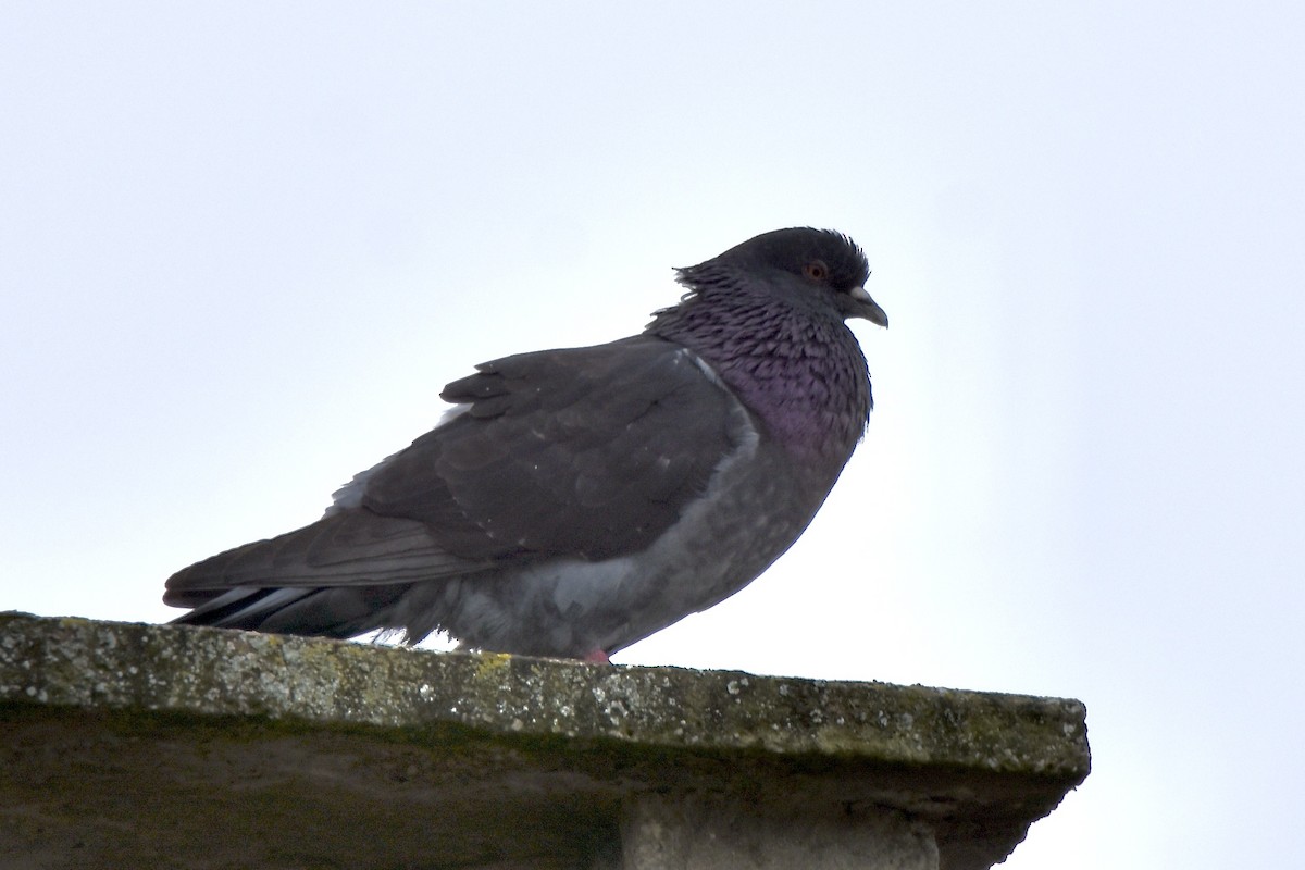Rock Pigeon (Feral Pigeon) - ML619198981