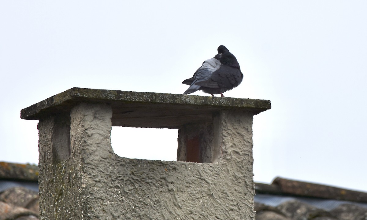 Rock Pigeon (Feral Pigeon) - ML619198982