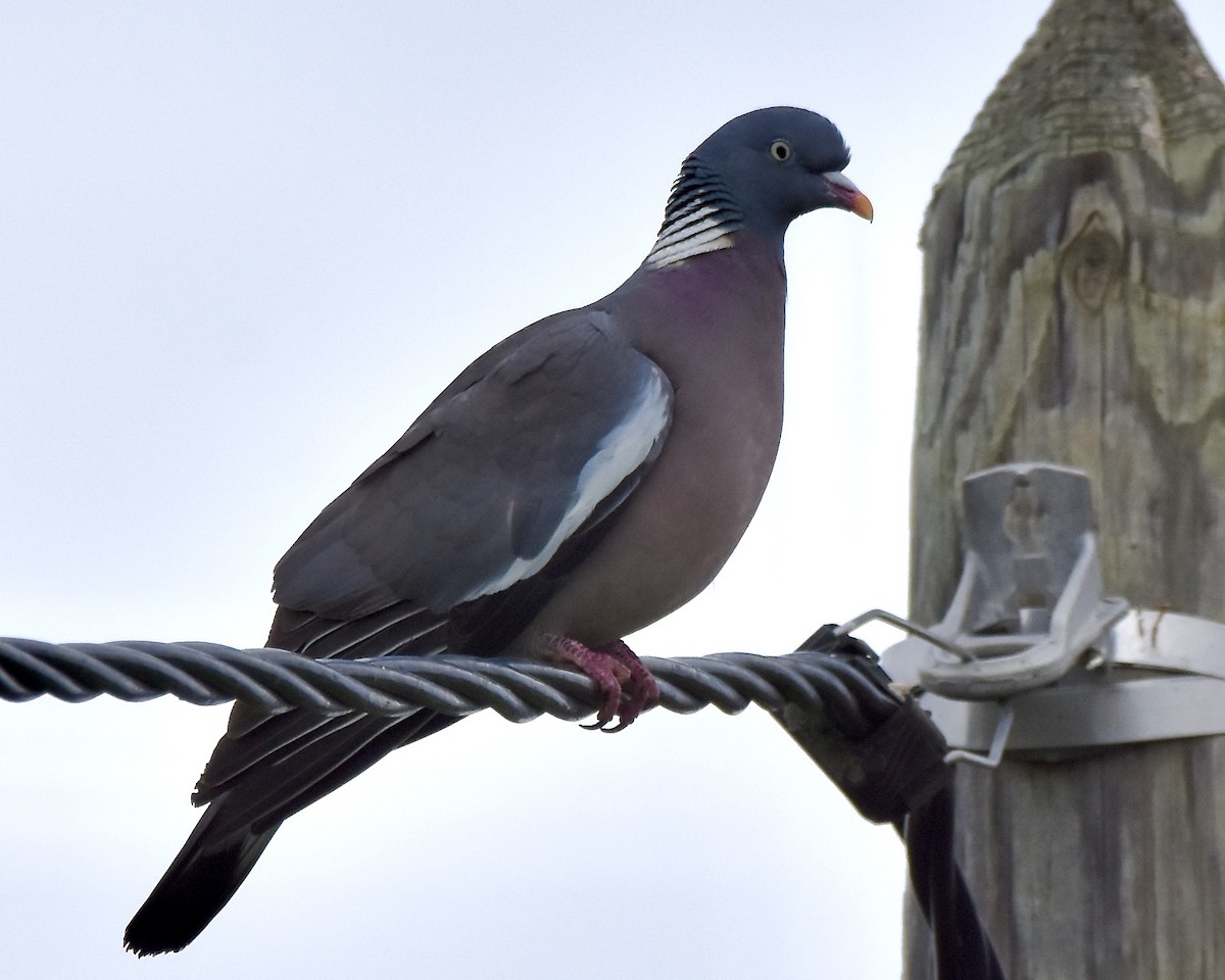 Common Wood-Pigeon - ML619199011