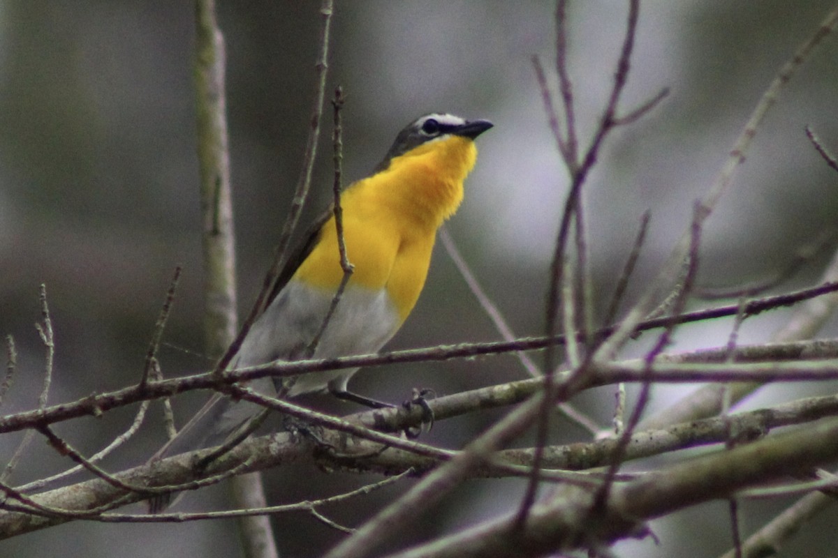 Yellow-breasted Chat - ML619199018