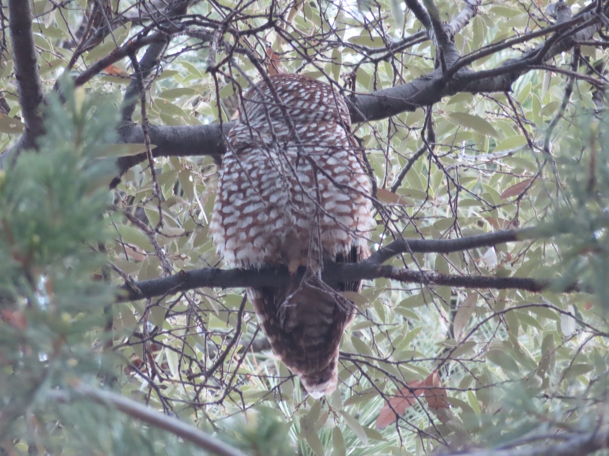 Spotted Owl - ML619199072