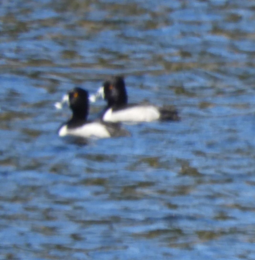 Ring-necked Duck - ML619199086