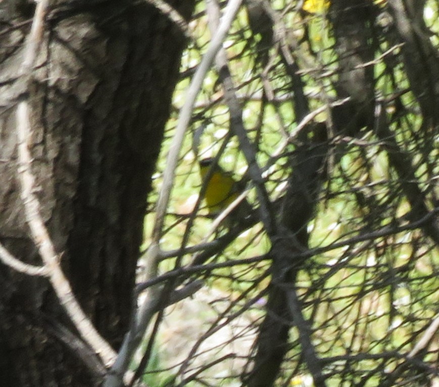 Yellow-breasted Chat - ML619199105
