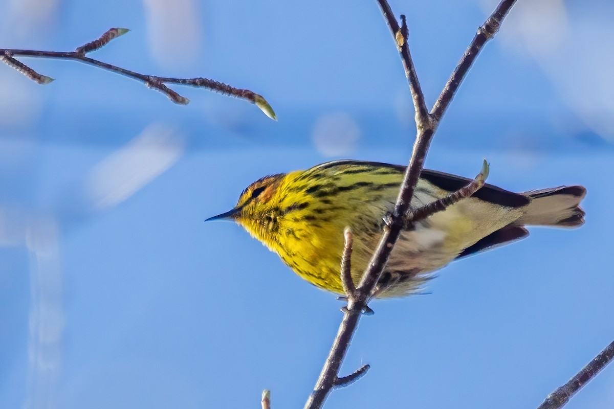 Cape May Warbler - ML619199127