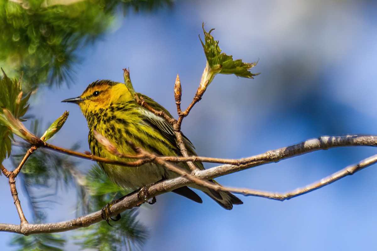 Cape May Warbler - ML619199128