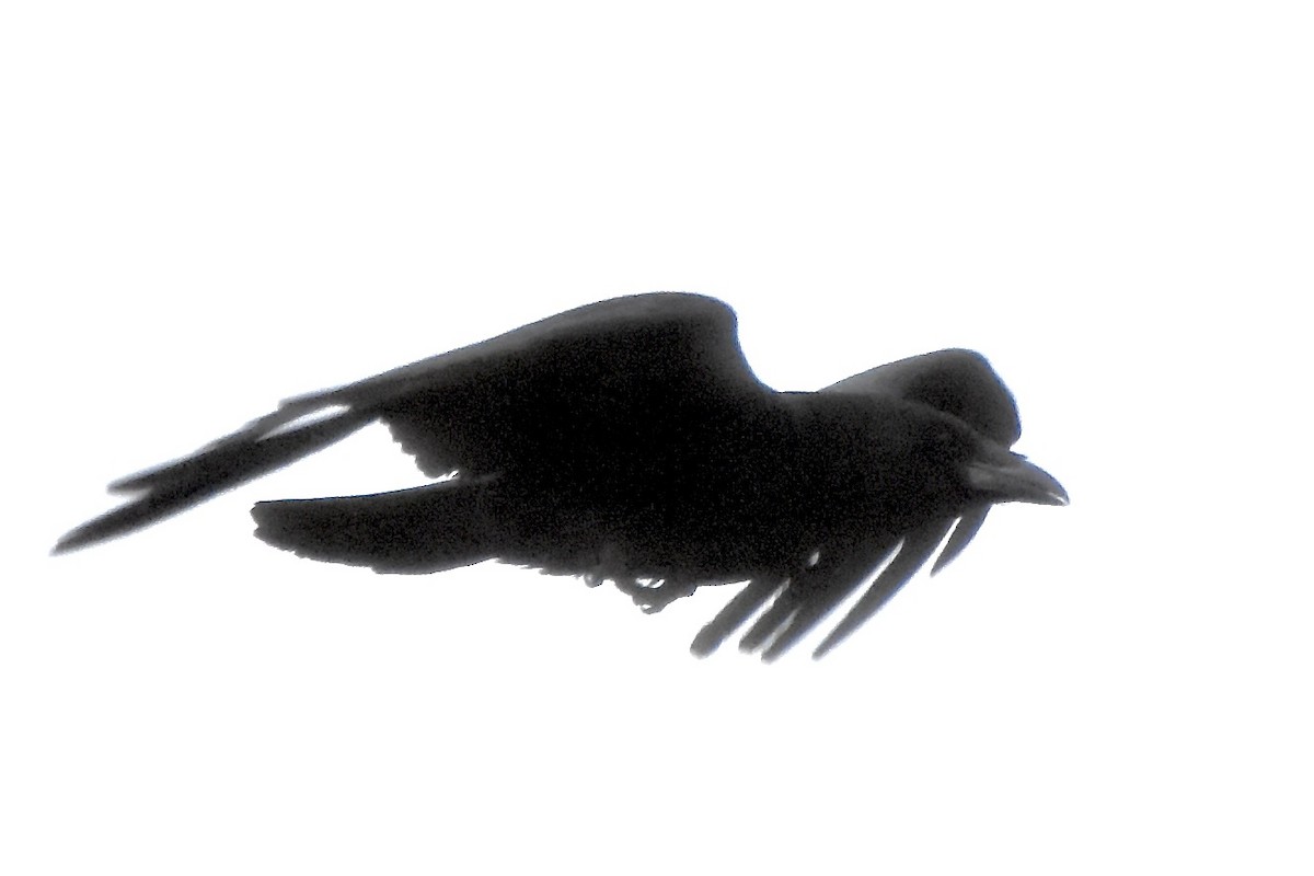 Carrion Crow - ML619199156