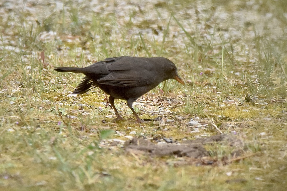 Eurasian Blackbird - ML619199167