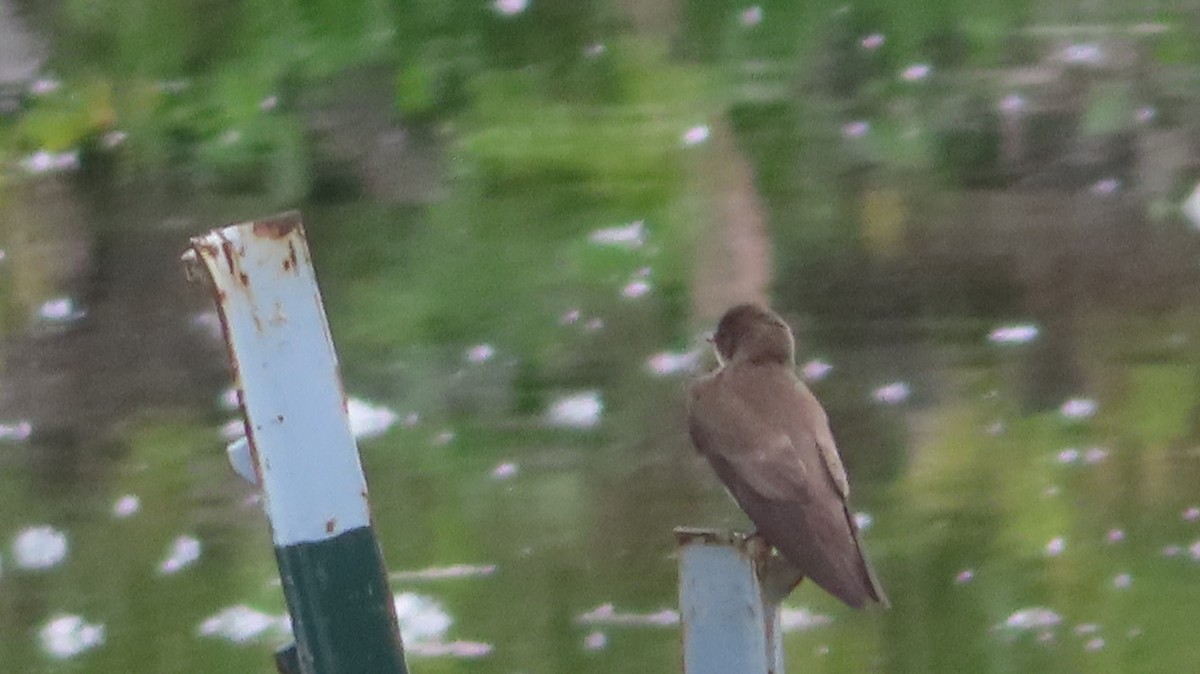 Northern Rough-winged Swallow - ML619199182