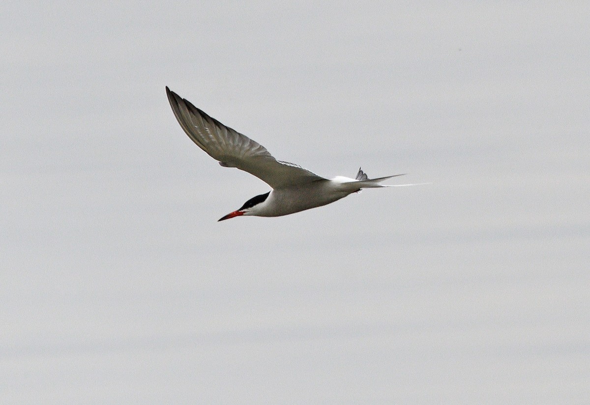 Common Tern - ML619199184