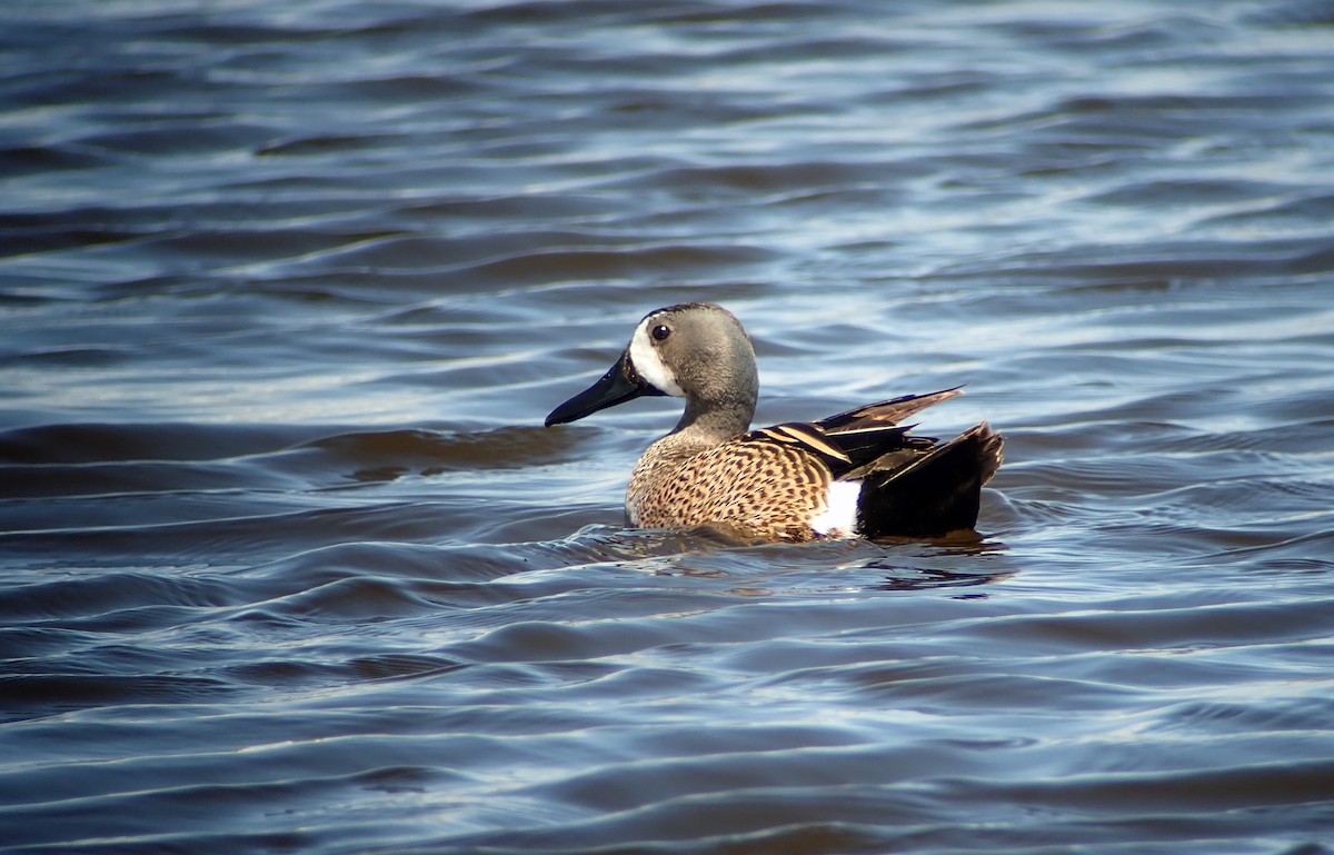 Blue-winged Teal - ML619199234