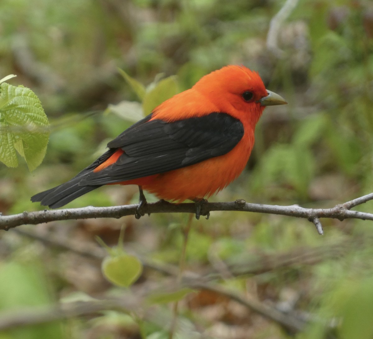 Scarlet Tanager - ML619199247