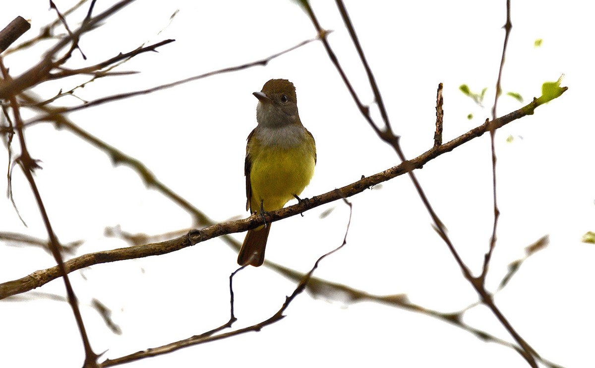 Great Crested Flycatcher - ML619199255