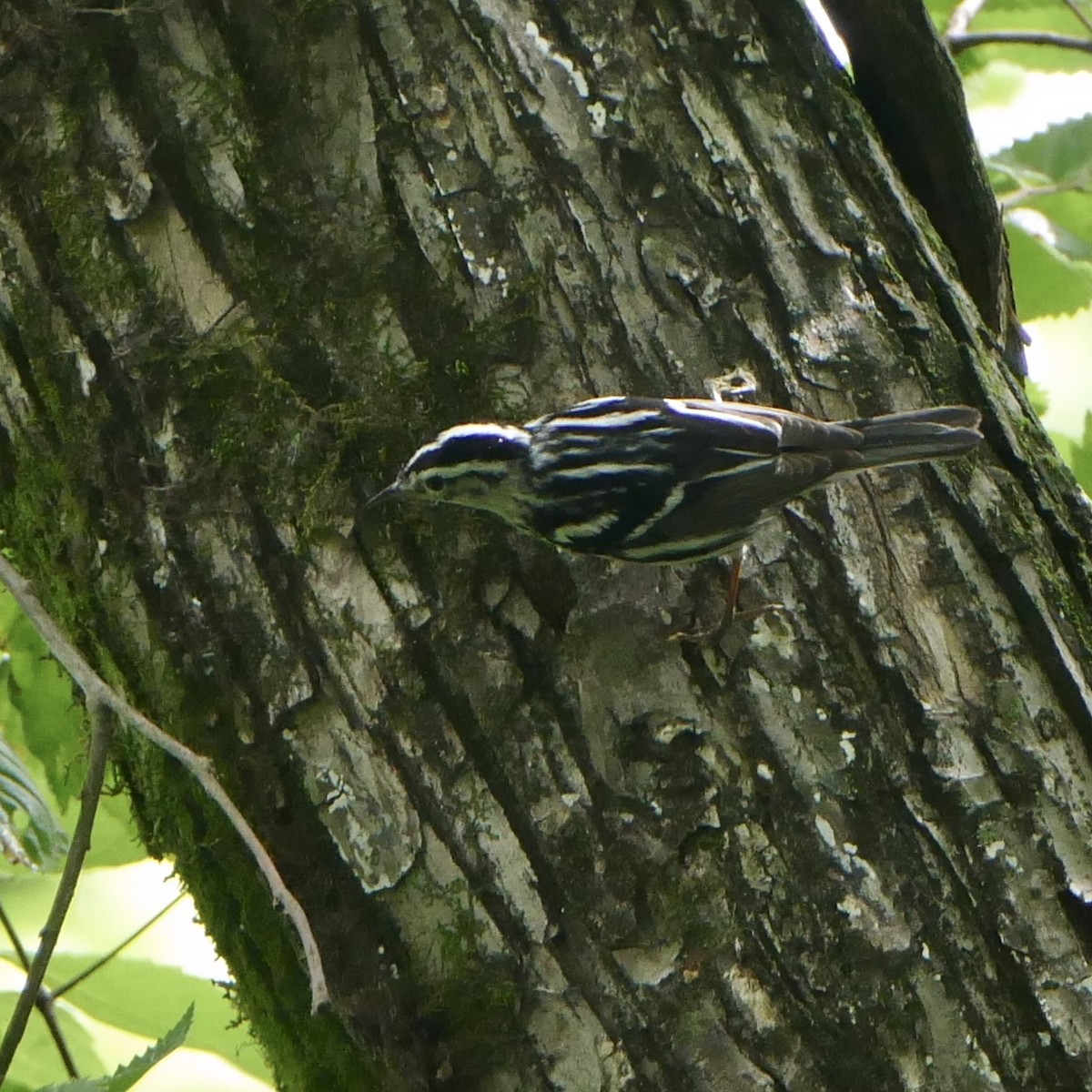 Black-and-white Warbler - ML619199257
