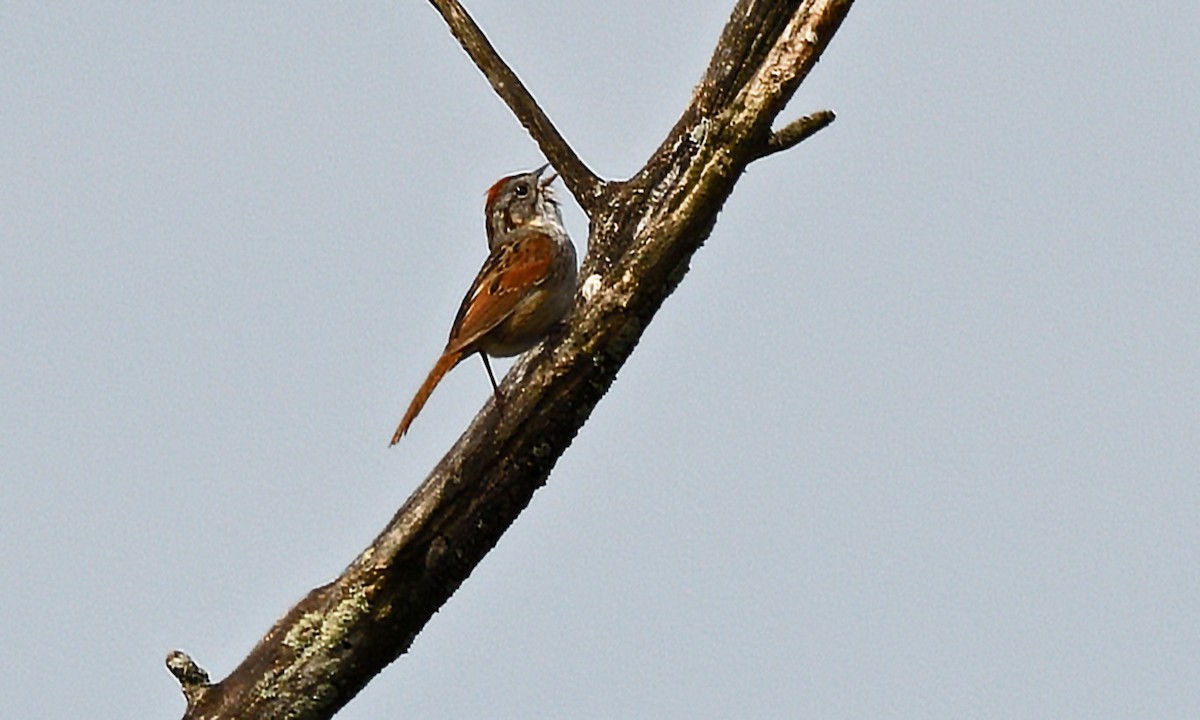 Swamp Sparrow - ML619199284