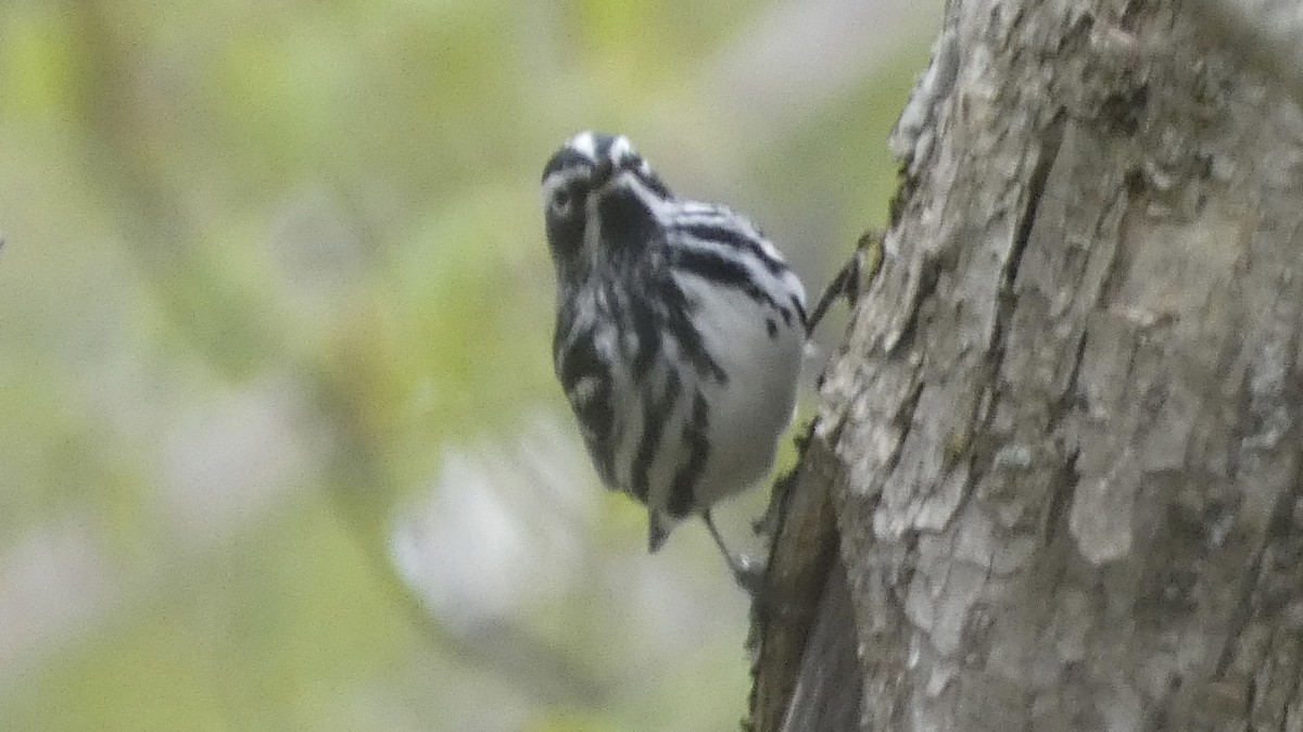 Black-and-white Warbler - ML619199299