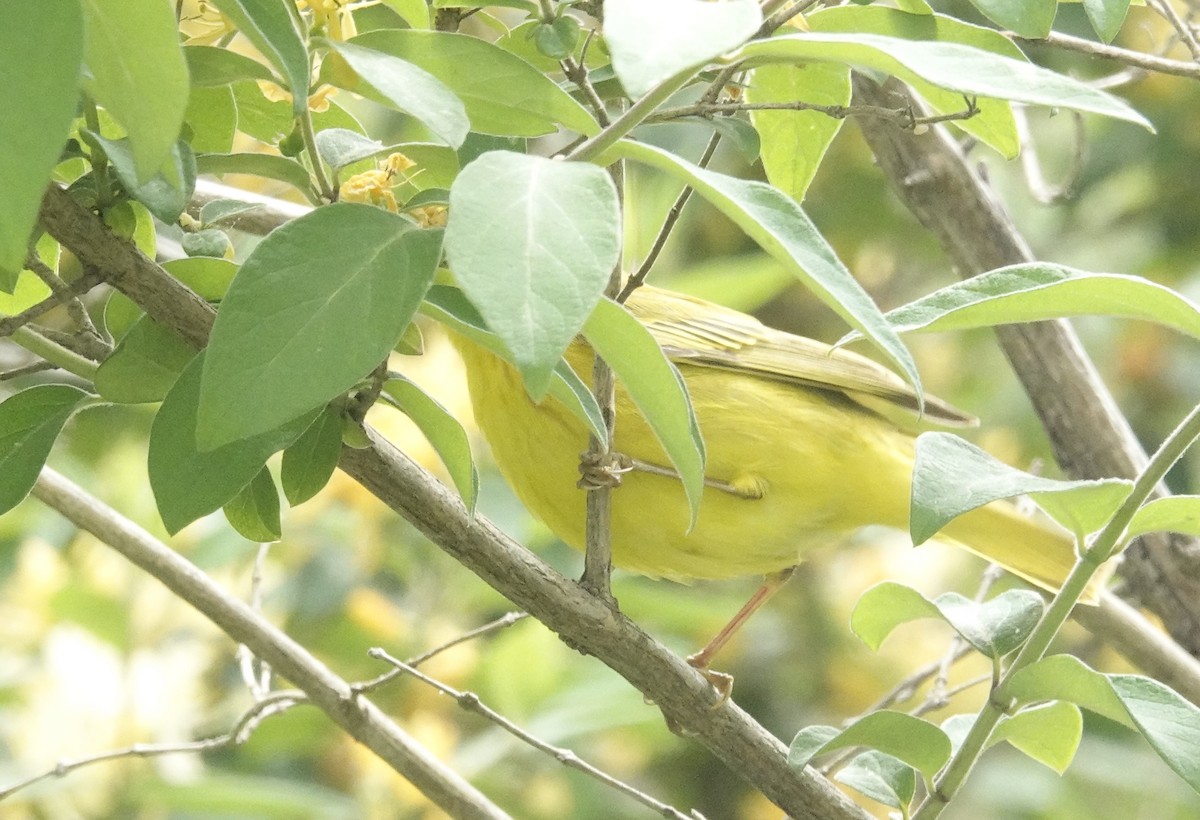Yellow Warbler - ML619199301