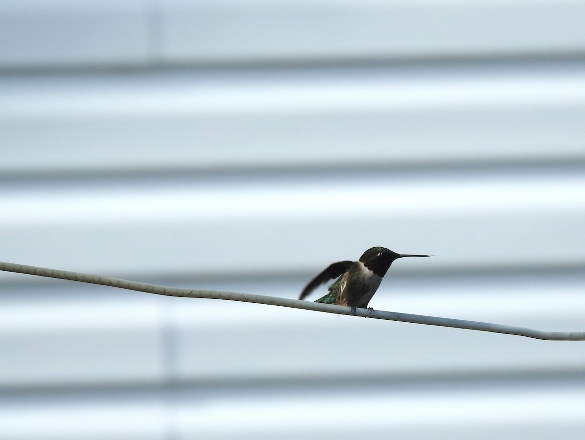 Ruby-throated Hummingbird - ML619199306