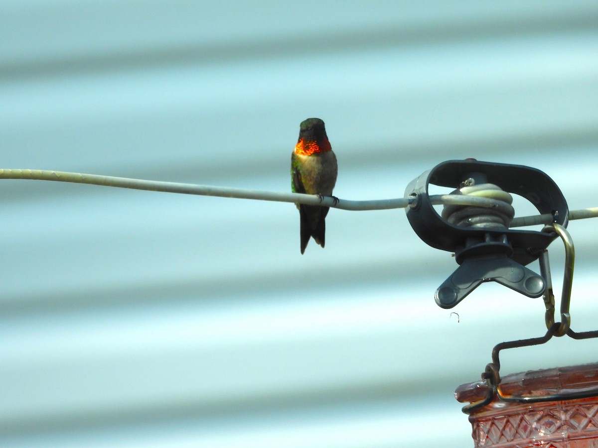 Ruby-throated Hummingbird - ML619199307