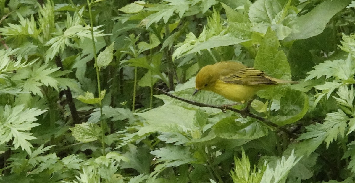 Yellow Warbler - ML619199308