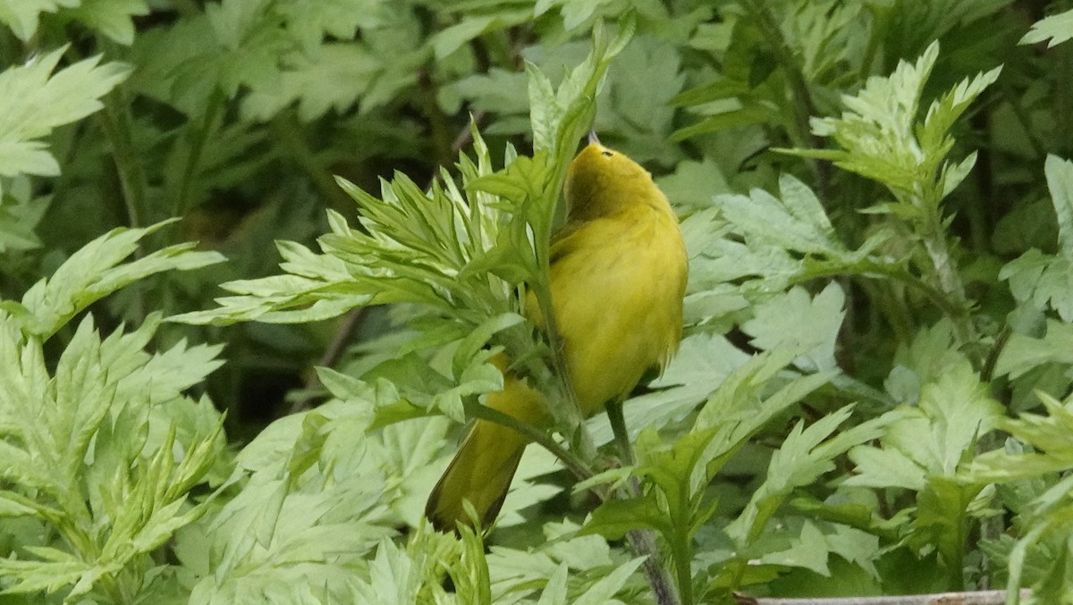 Yellow Warbler - ML619199310