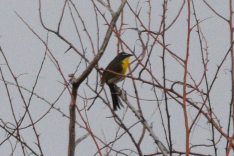 Yellow-breasted Chat - ML619199316