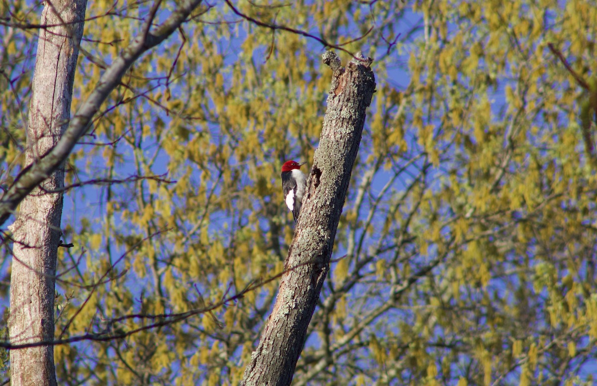 Red-headed Woodpecker - ML619199328
