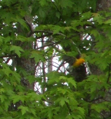 Prothonotary Warbler - ML619199349