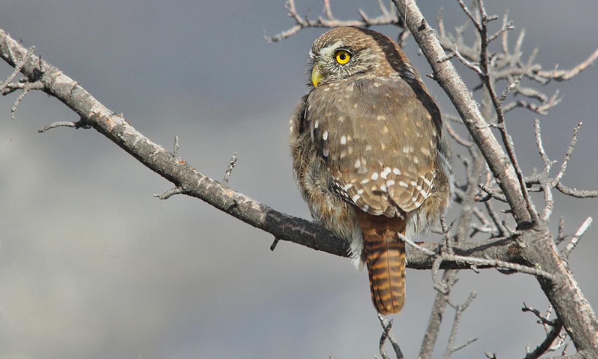 Austral Pygmy-Owl - ML619199350