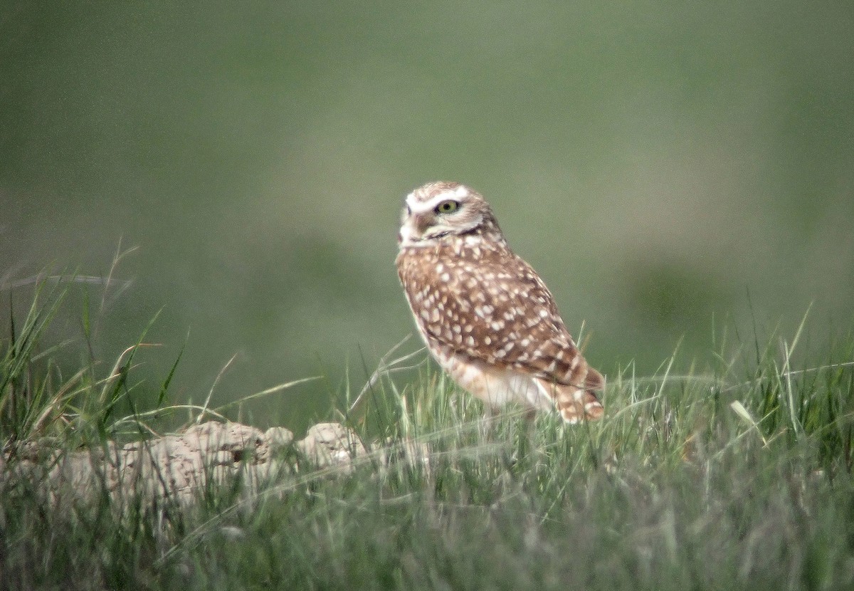 Burrowing Owl - ML619199368