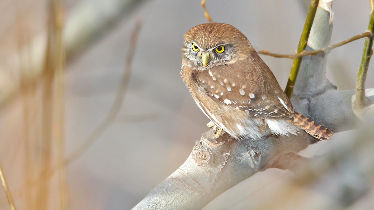 Austral Pygmy-Owl - ML619199377