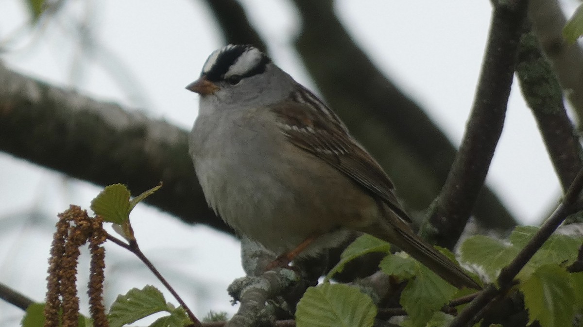 White-crowned Sparrow - ML619199398
