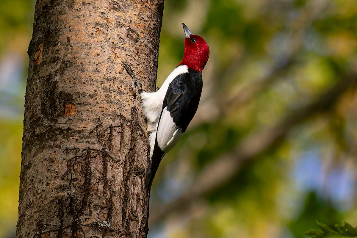 Red-headed Woodpecker - ML619199404