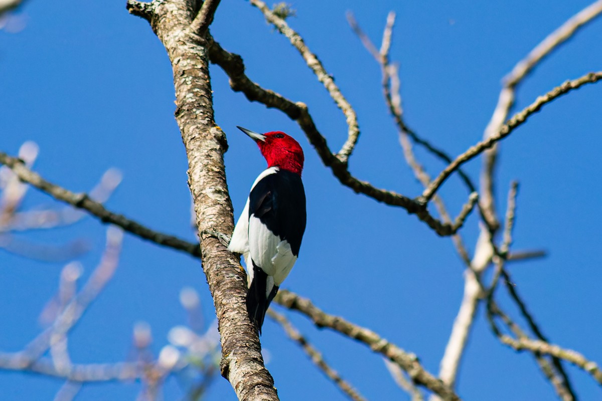Red-headed Woodpecker - ML619199405