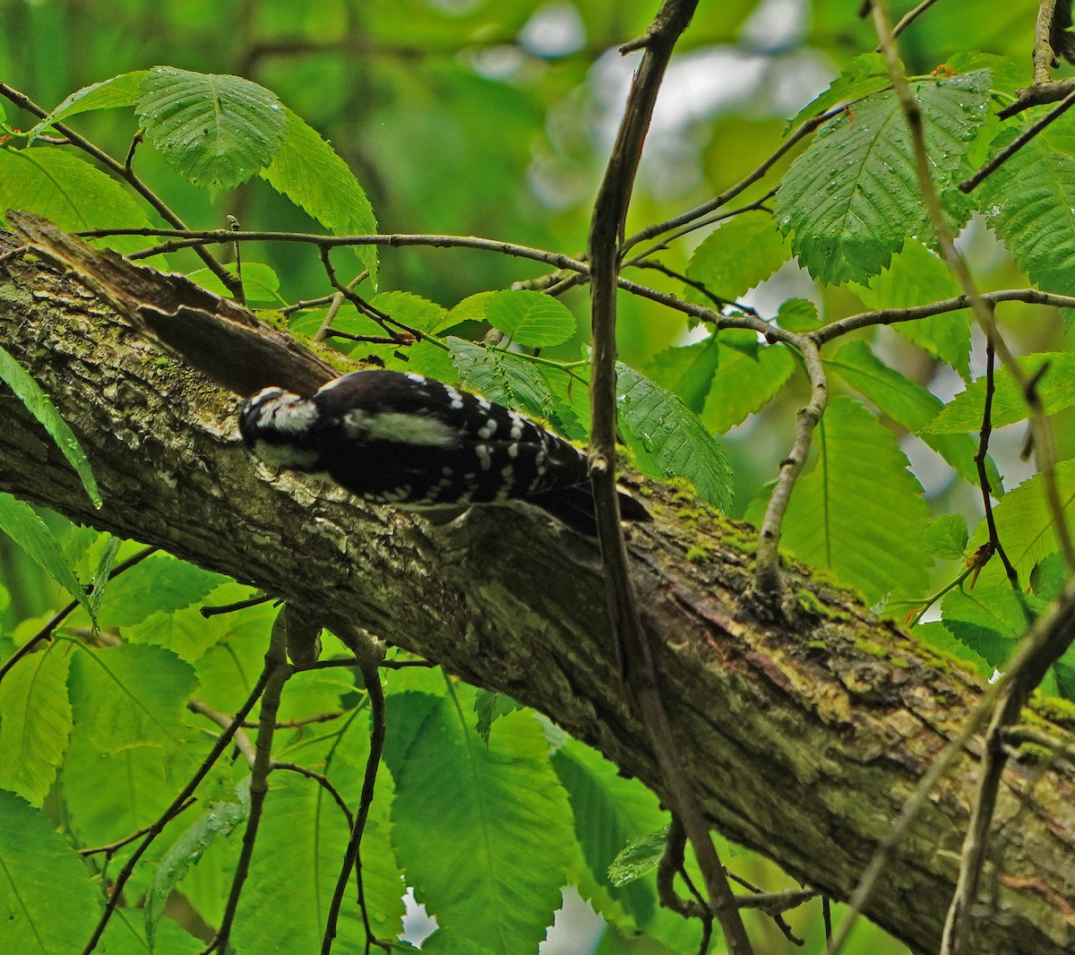 Downy Woodpecker - ML619199440