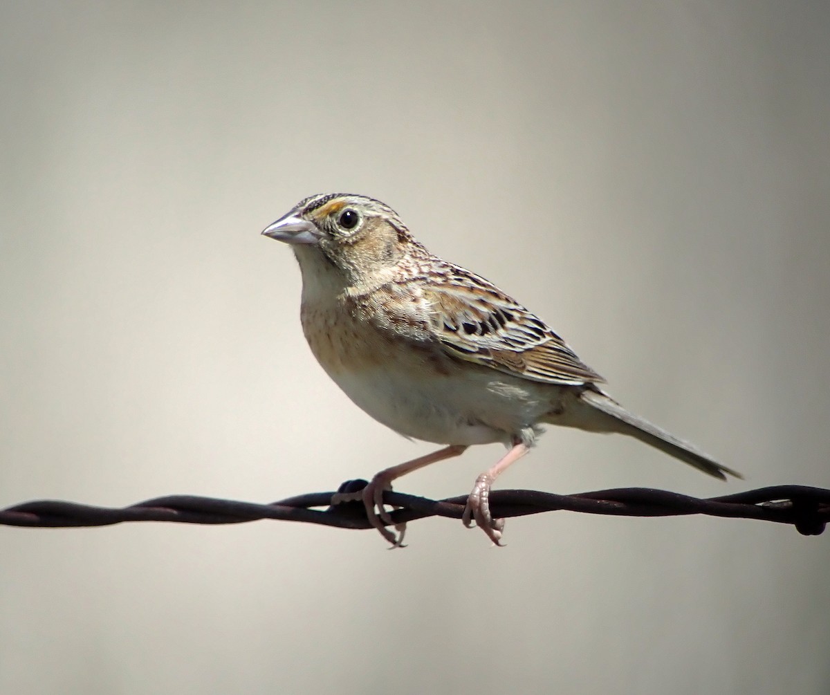 Grasshopper Sparrow - ML619199445
