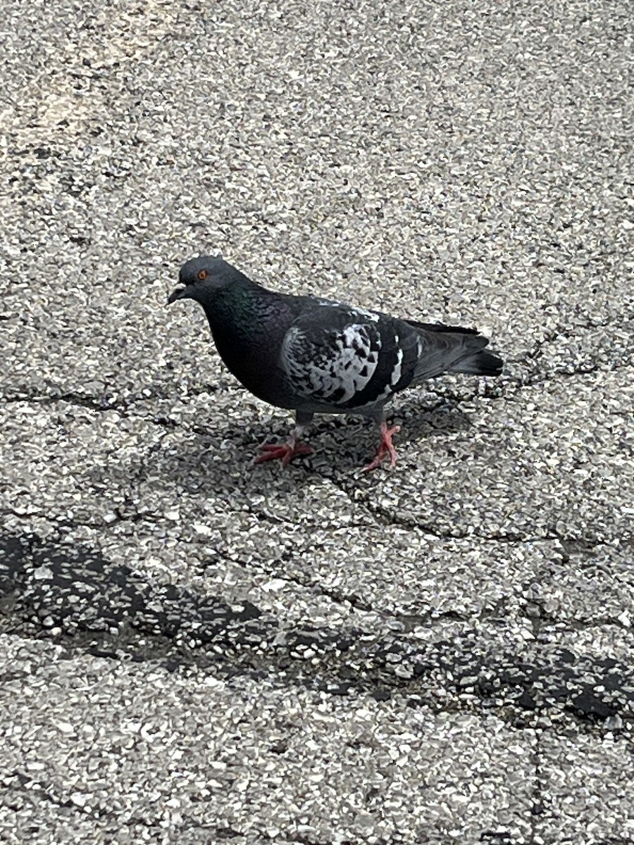 Rock Pigeon (Feral Pigeon) - ML619199547